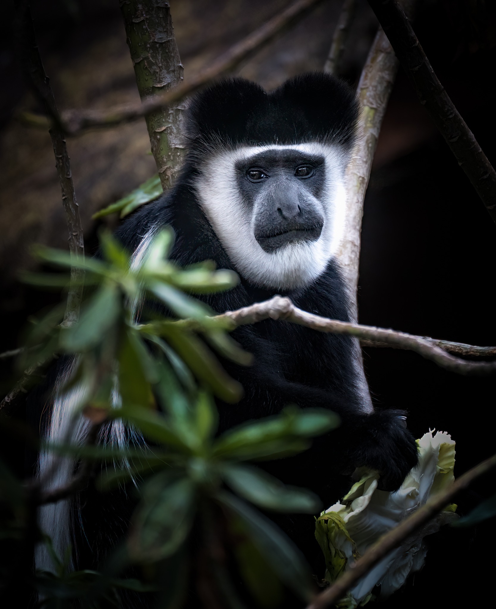 Colobus Monkey